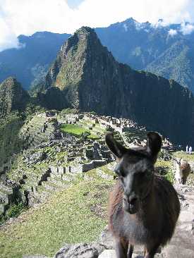 lama machu.jpg